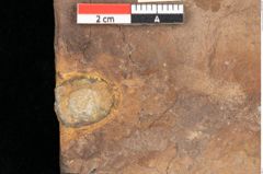 Foto (Detailsansicht) von Quercus palaeoilex Ettingshausen (NHMW-GEO-2024-0188-0767)